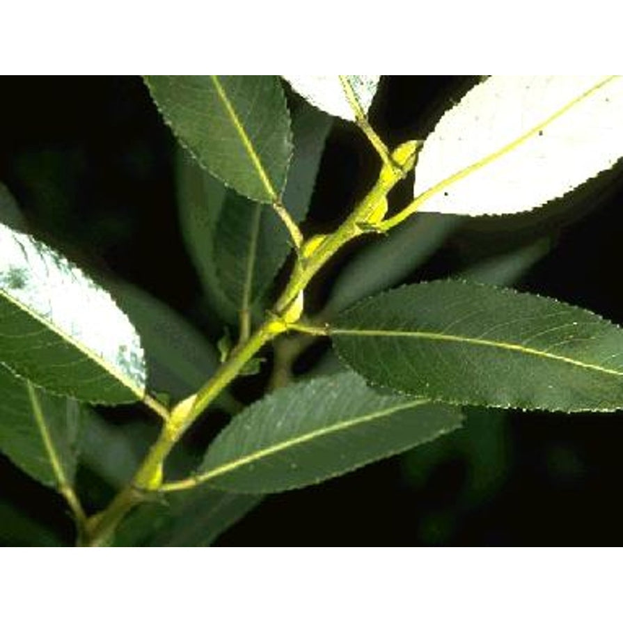 Sprickvide – Salix fragilis - C20 6/8 150 CM Stem